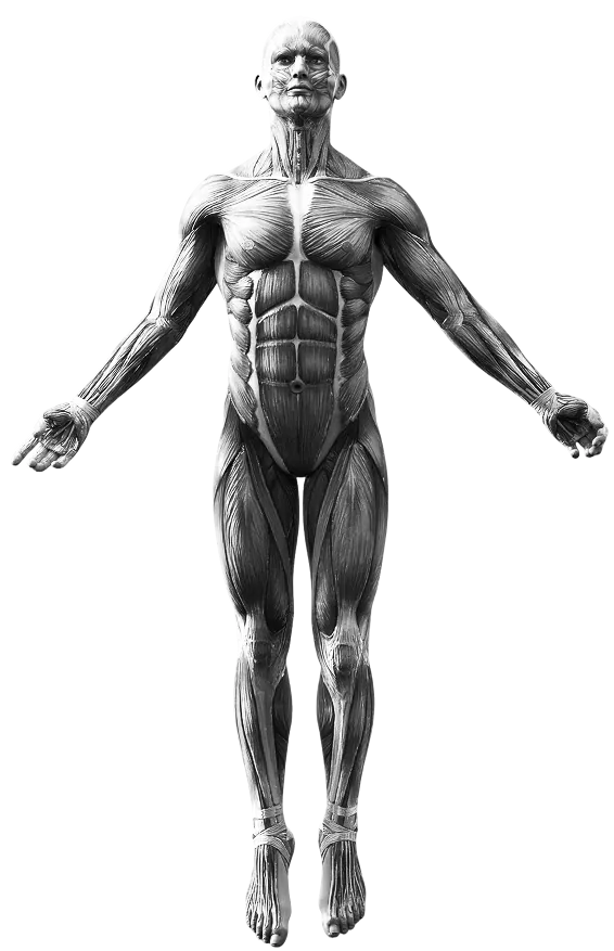 Body map of common pain areas chiropractic care can help